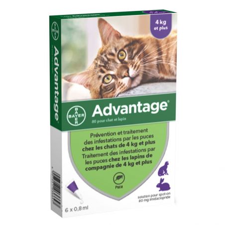 Advantage 80  Chat de plus de 4 kg - 6 pipettes