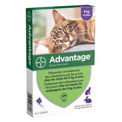 Advantage 80  Chat de plus de 4 kg - 4 pipettes
