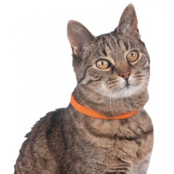 ARRET   Collier lumineux...