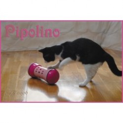 Pipolino pour chat Medium...