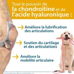 Agilium +