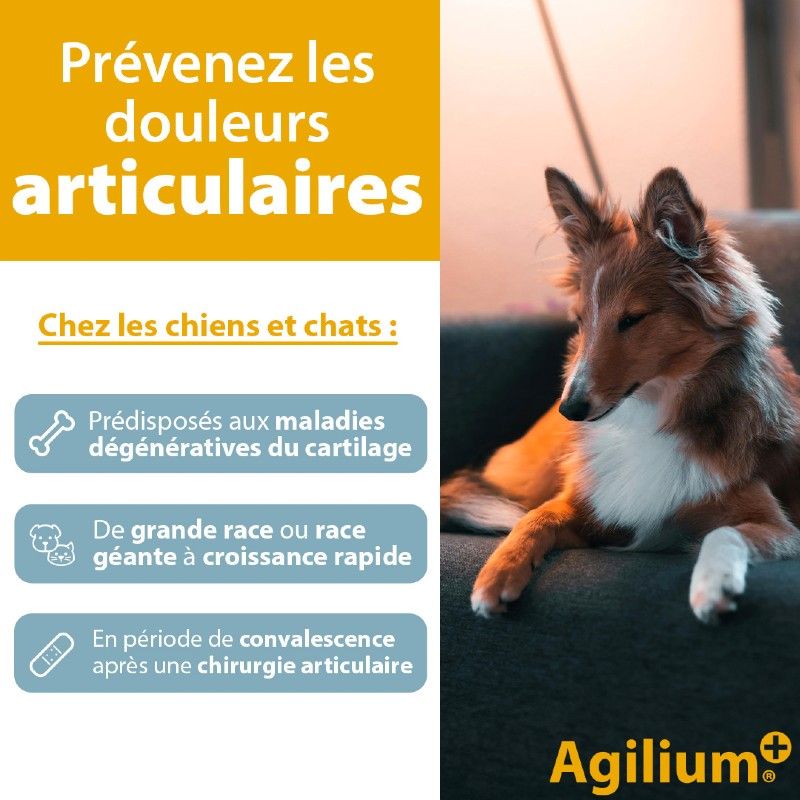 Agilium + Agilium +