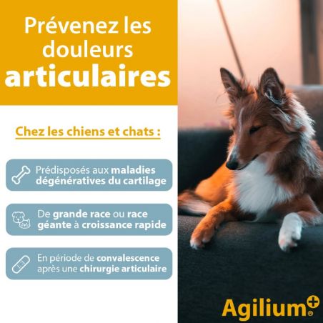 Agilium + Agilium +