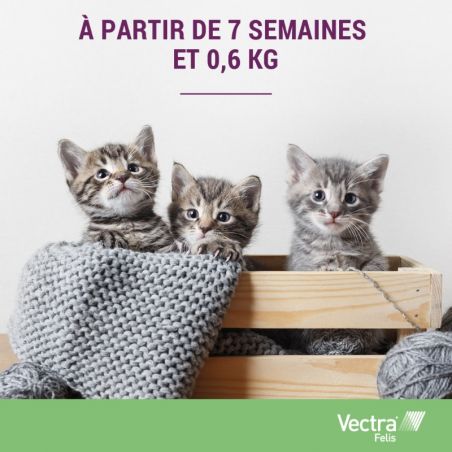 Vectra Felis pour chat