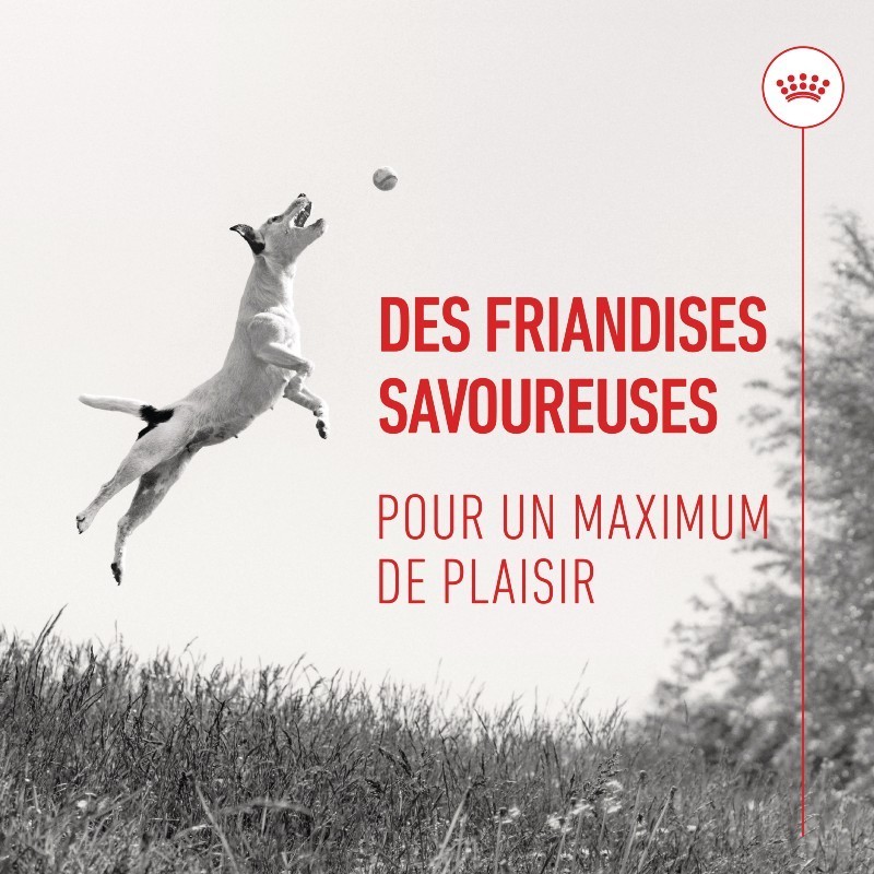 Royal Canin Training Treats Pour chien sachet de 110g - JungleVet