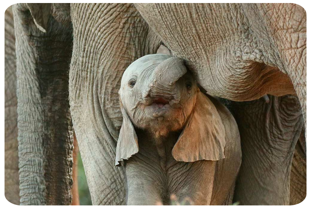 Univet Nature éléphants - JungleVet (3).png