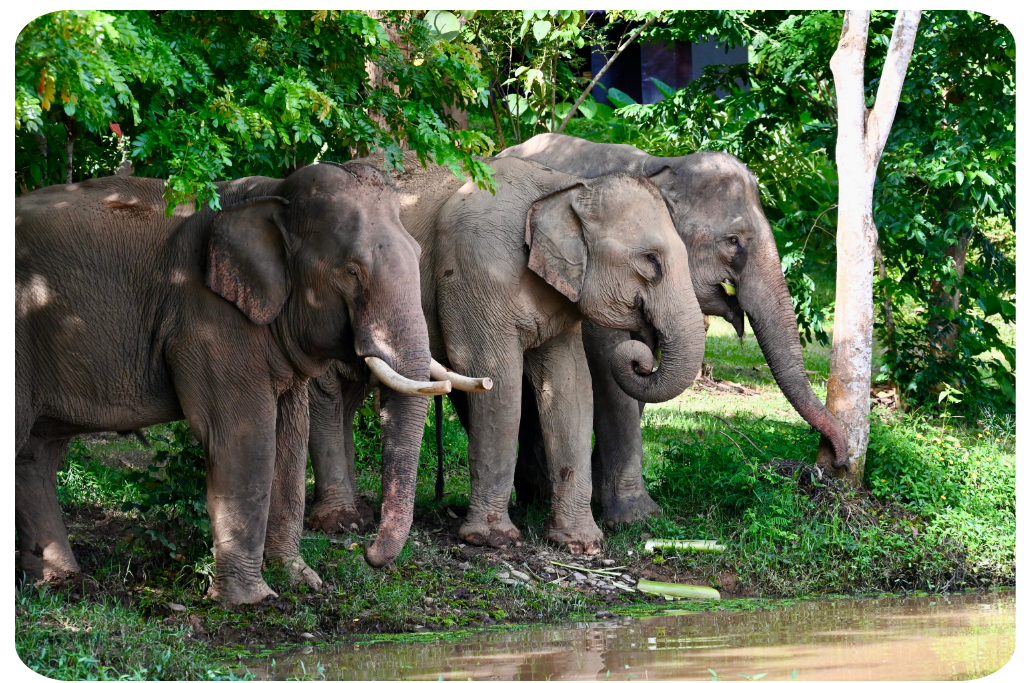 Univet Nature éléphants - JungleVet (3).png